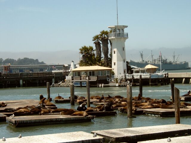 San Francisco: Sea lions at Fishermans Wharf