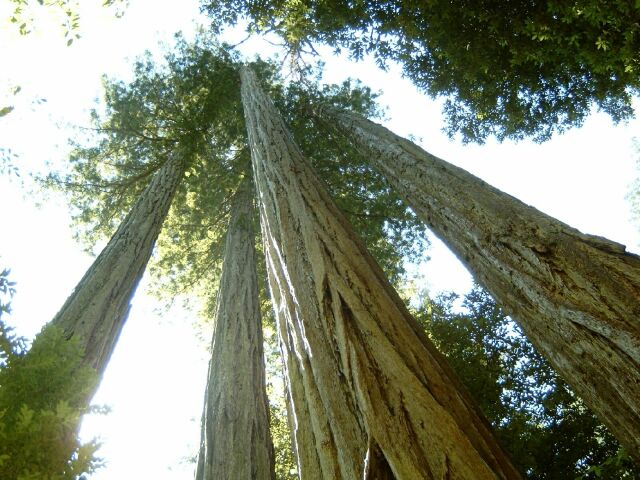 Redwood NP: Redwood trees