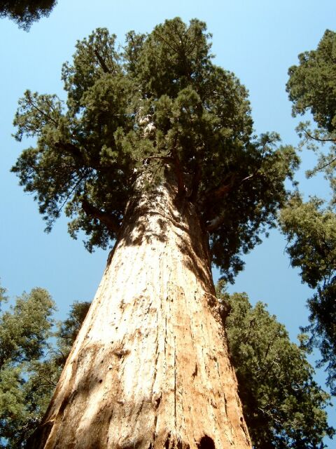Sequoia NP: General Sherman Tree