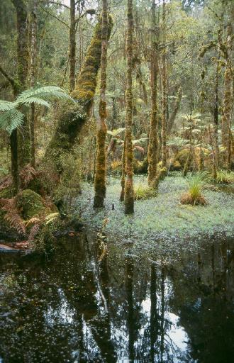 Kahikatea Swamp Forest