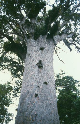 Waipoua Kauri Forest: Tane Mahuta Kauri tree